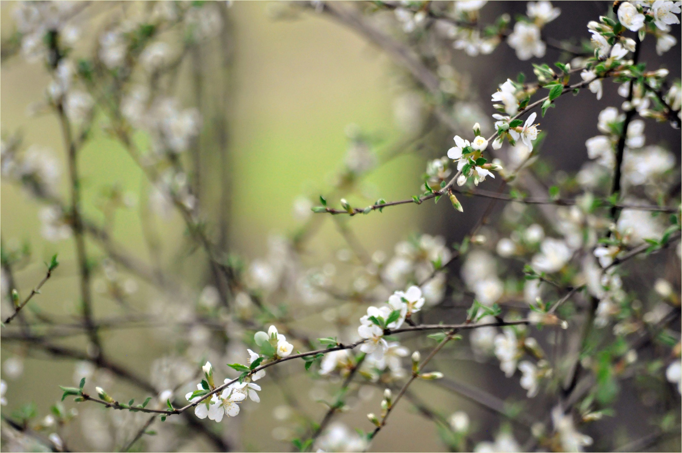 Пора весенняя