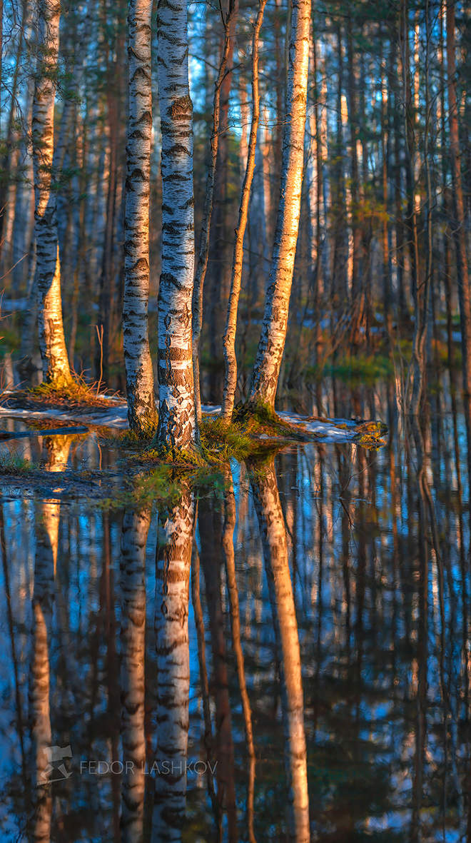 Весеннее половодье в лесу