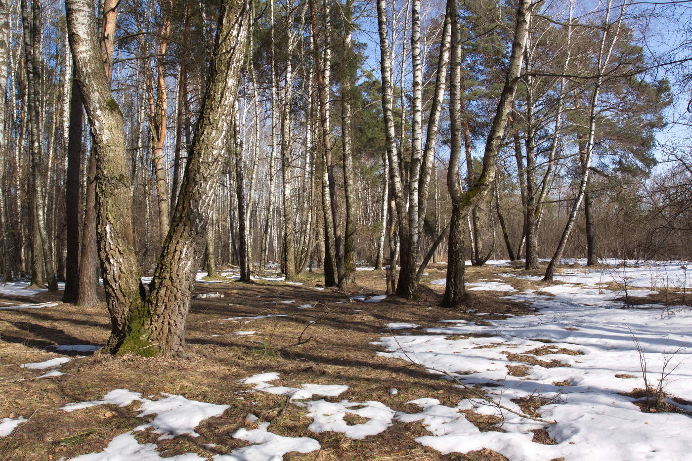 Весеннее пробуждение