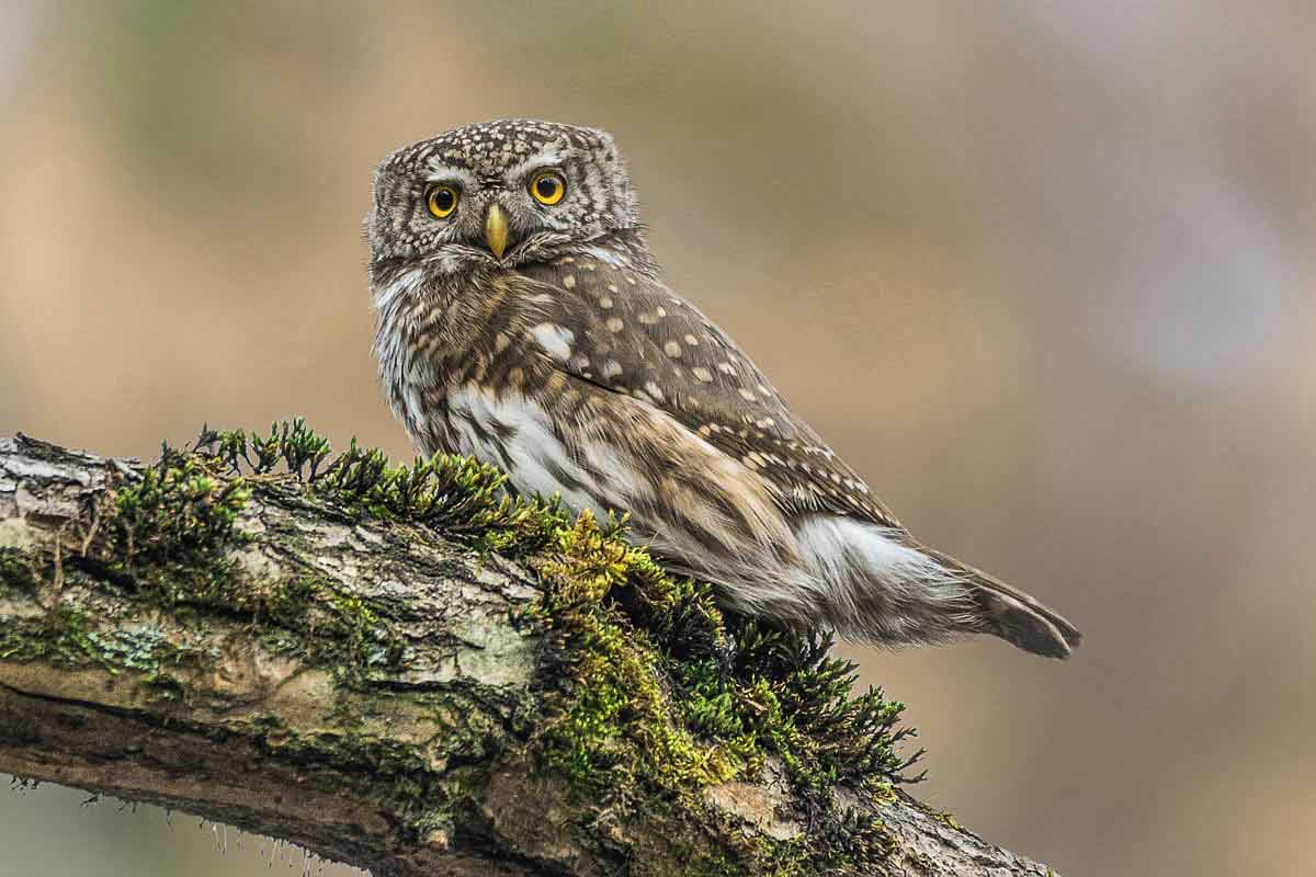 Пристальный взгляд.