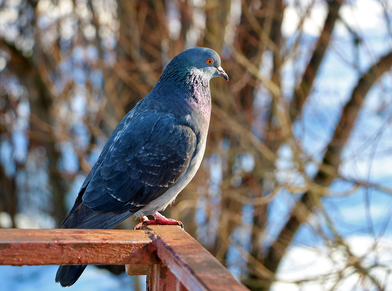 Наблюдатель