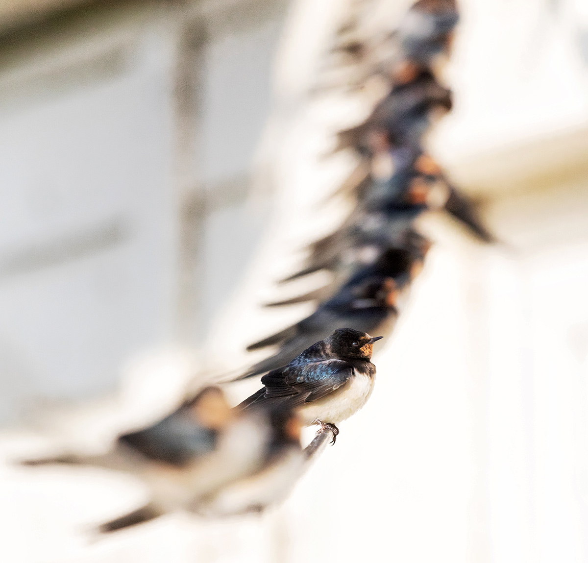 Гирлянда ласточек