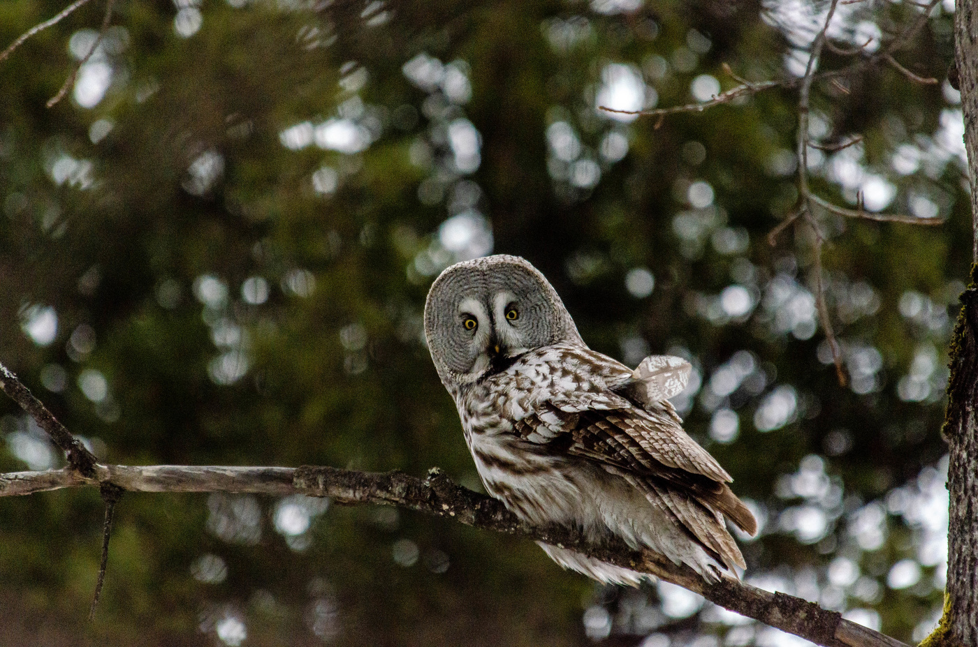 Бородатая неясыть (Сова)