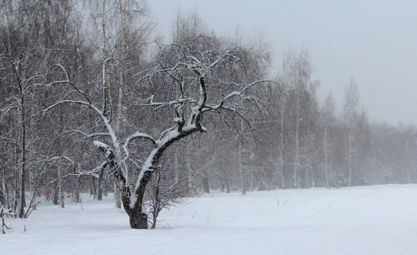 Графика зимы!