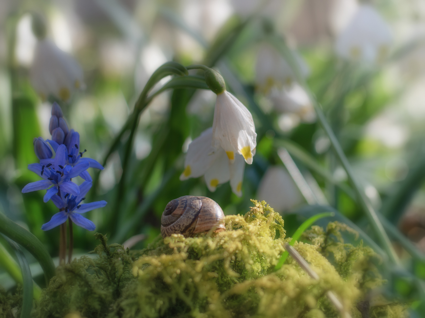 Märzenbecher und Freunde