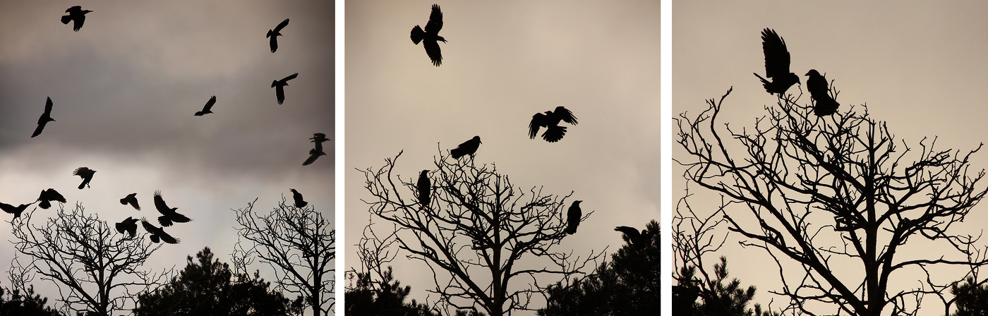 СССР-период полураспада....или грачи прилетели