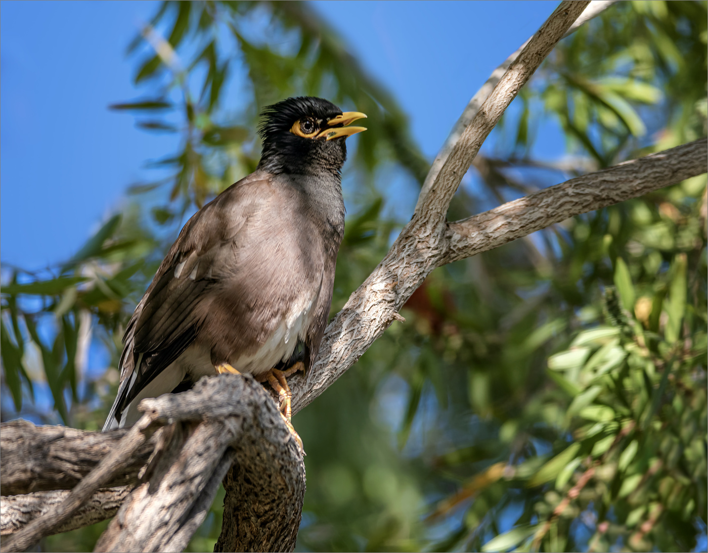 Зловредная майна