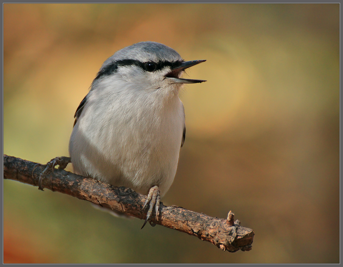 Скандалист