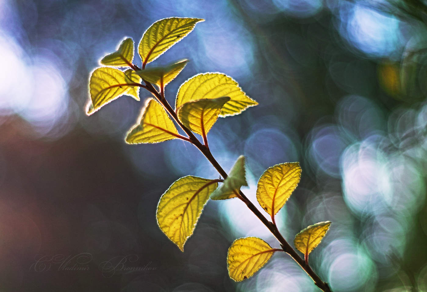 Солнечная ветвь