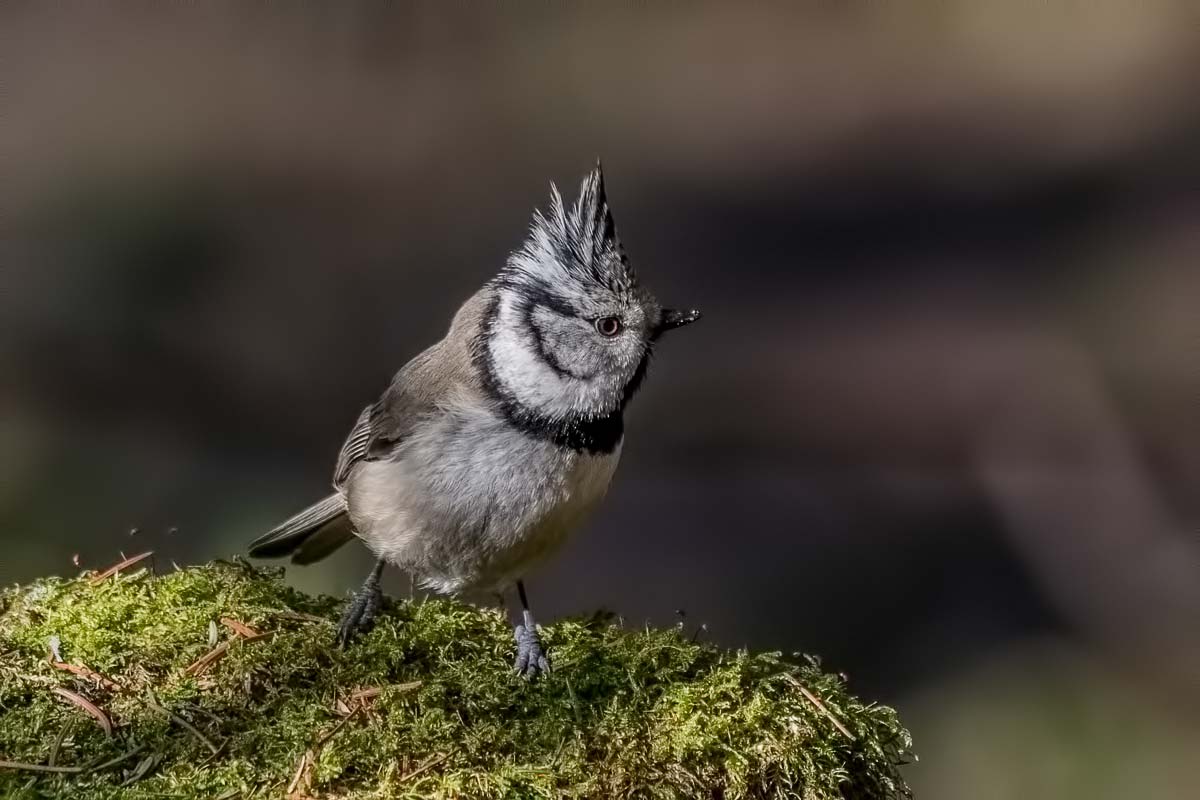 Гренадёрка.