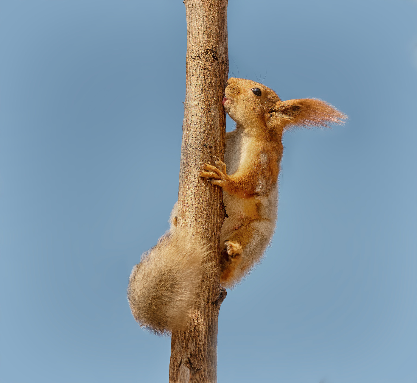 весенний сок