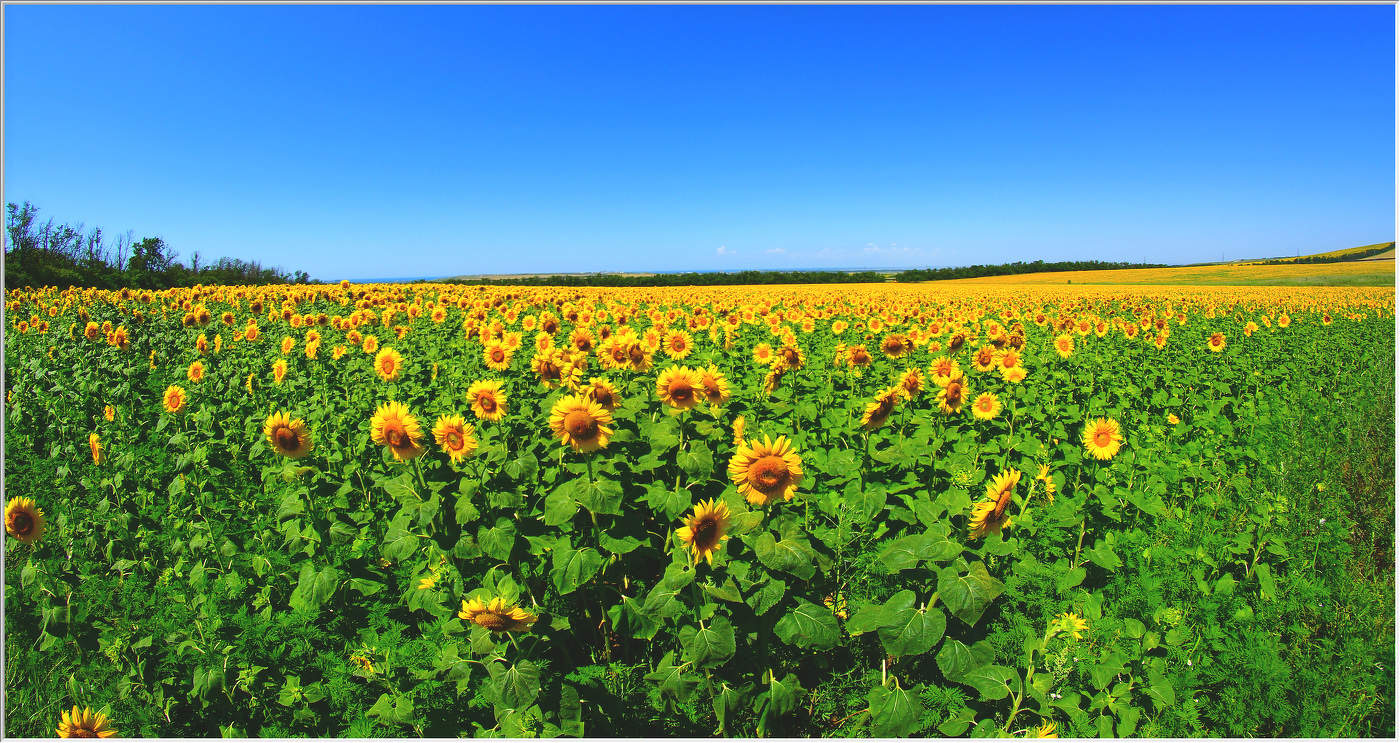 Кубань подсолнечная
