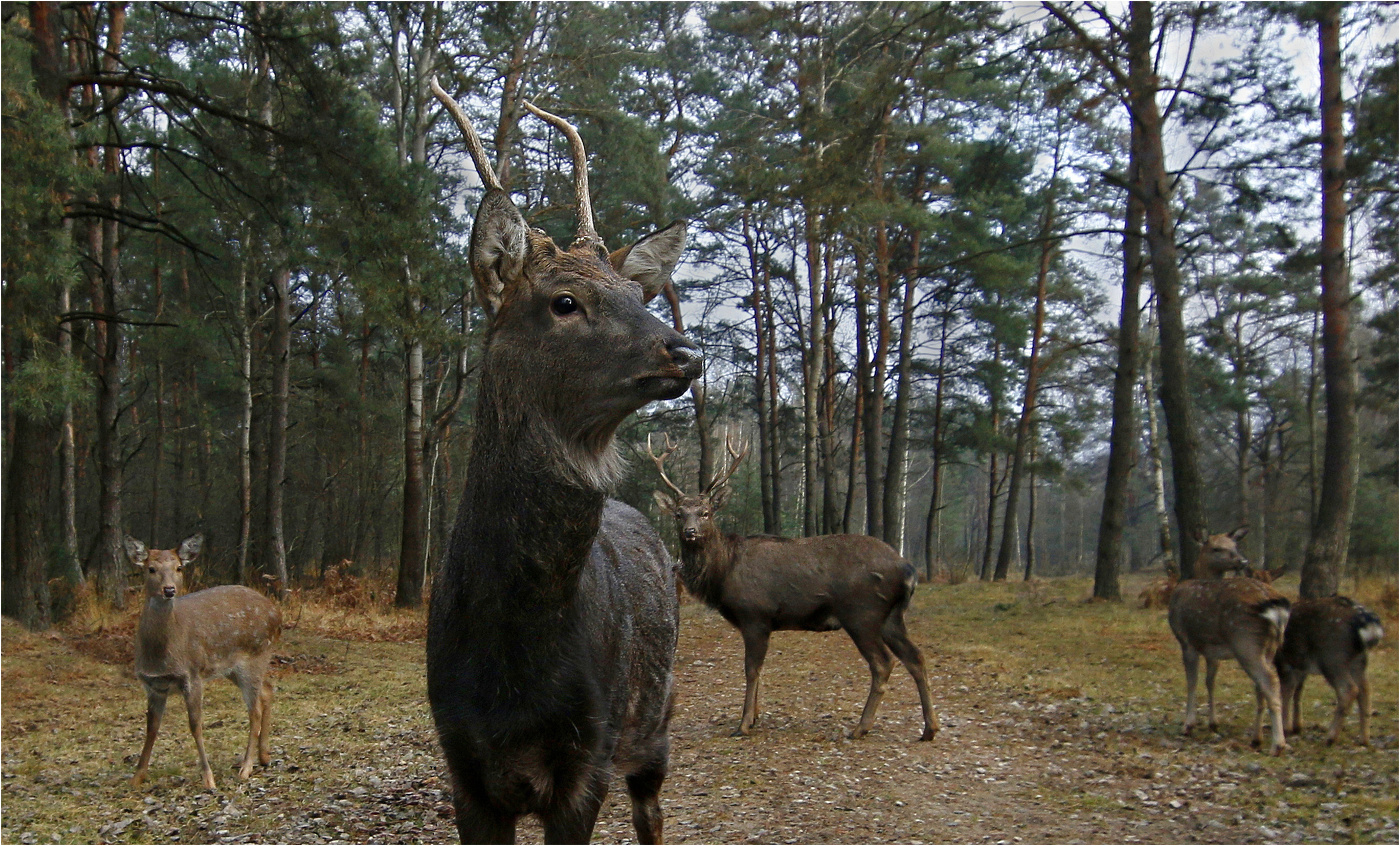 В краю непуганых зверей.