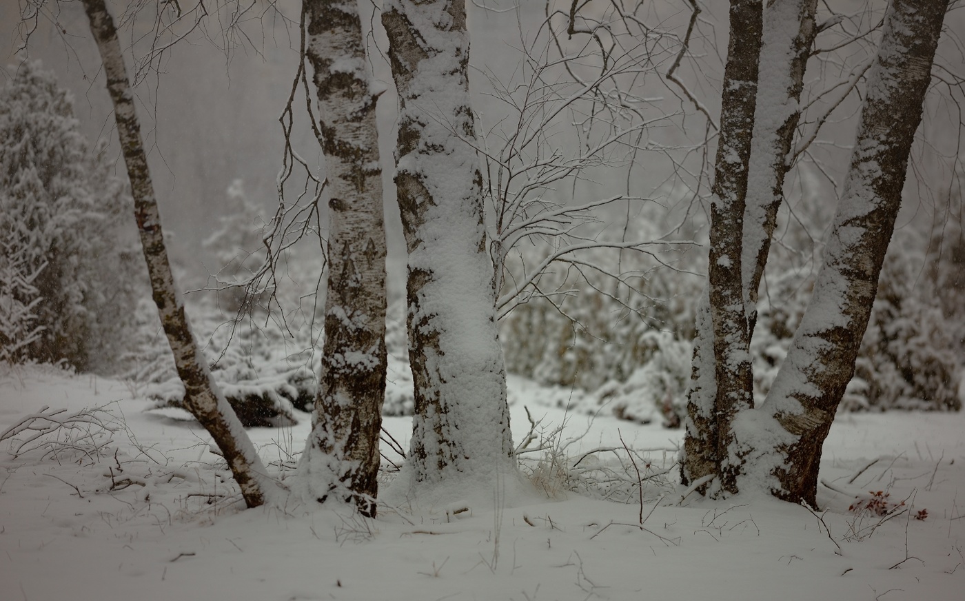 Зимнее утро