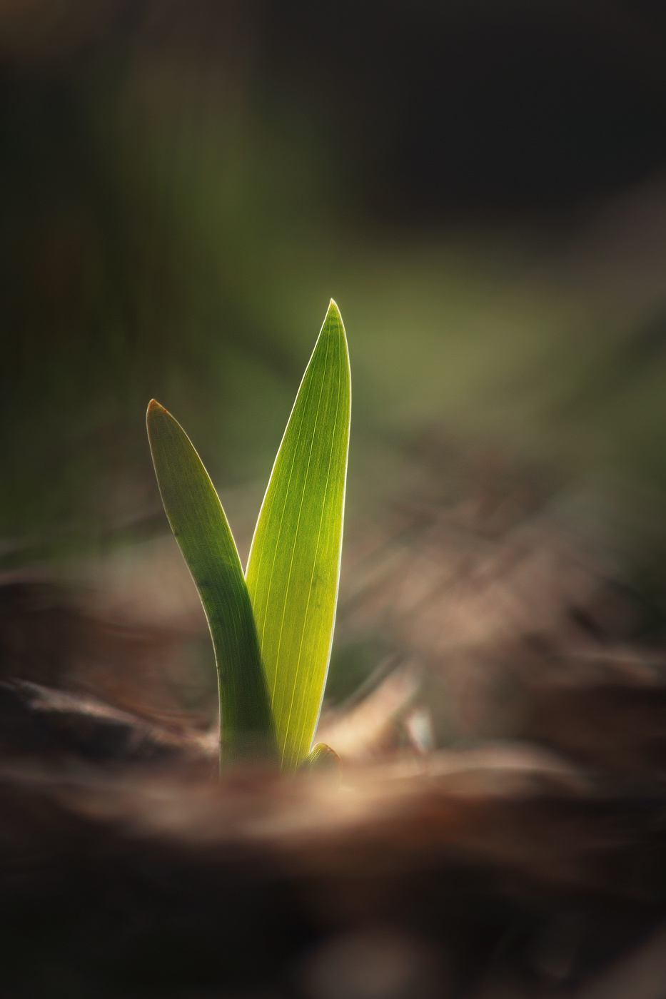 Сквозь тернии в новую жизнь.