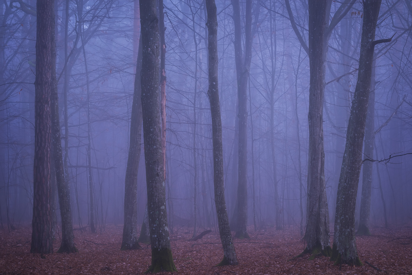 Рассветное состояние леса