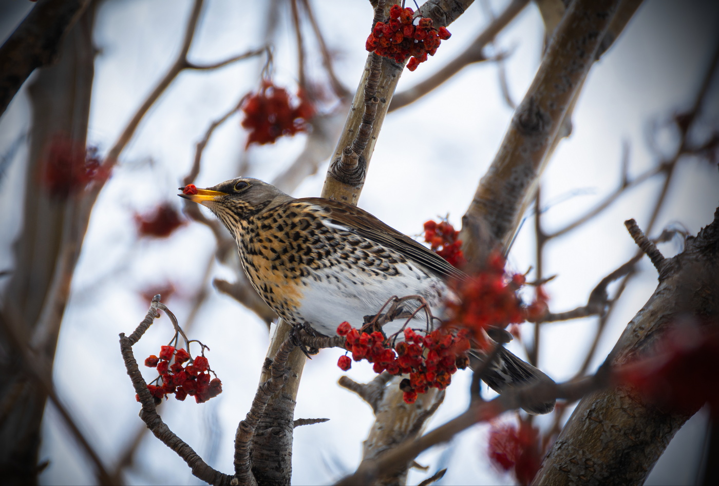 ягода-рябина