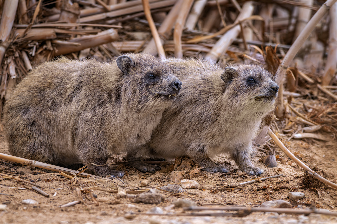 Сладкая парочка