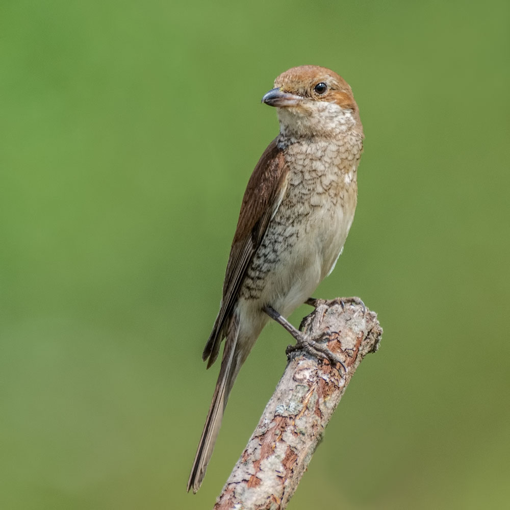 Жулан сорокопут.