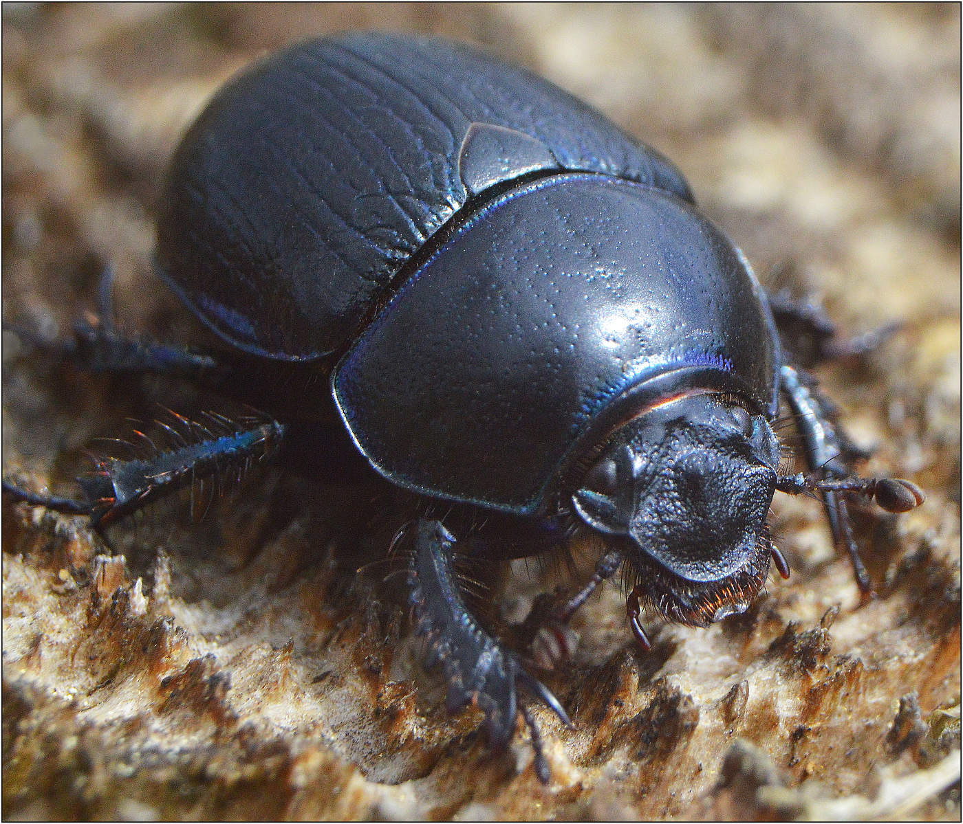 Жук навозник.