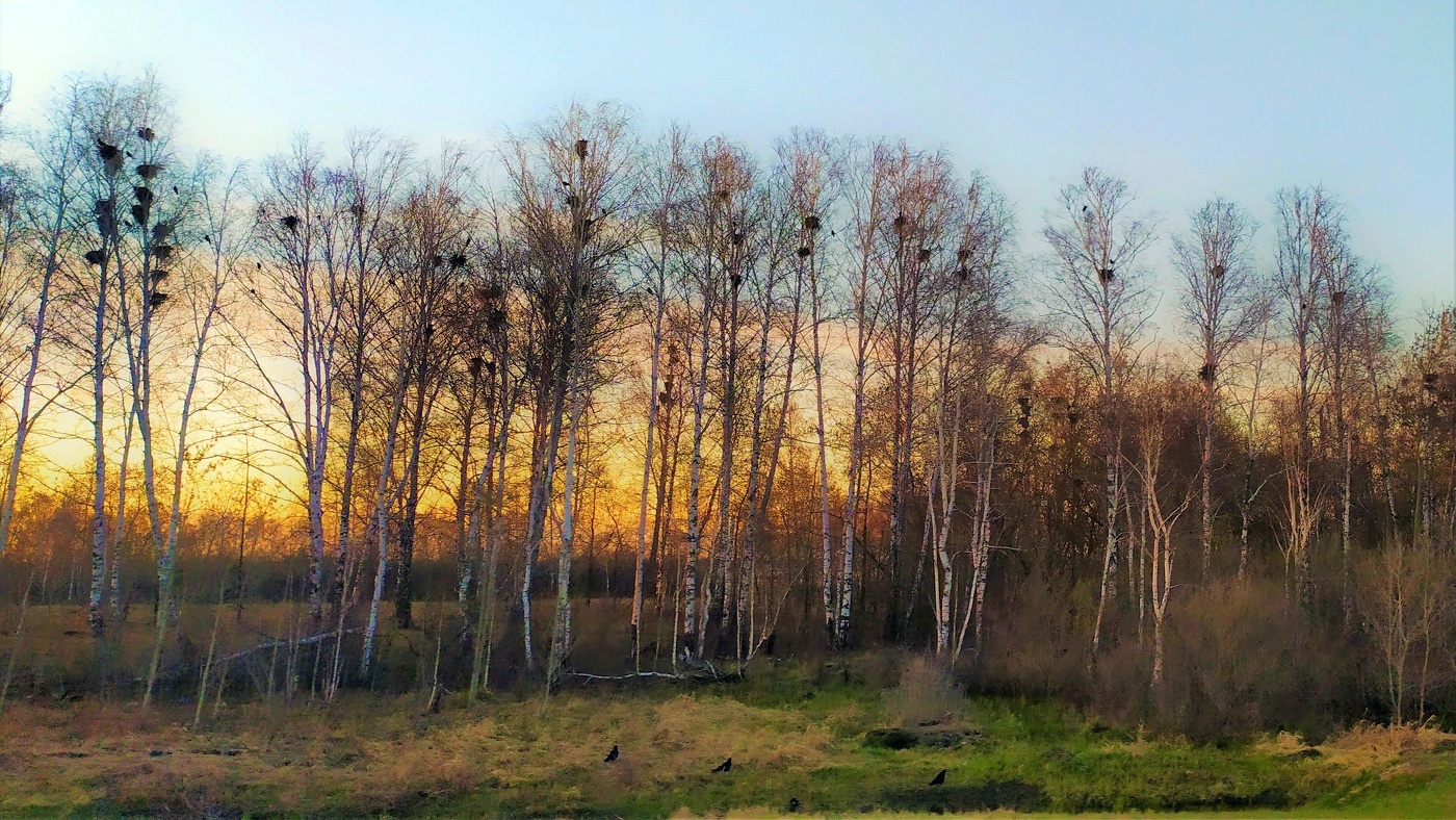 Грачи прилетели