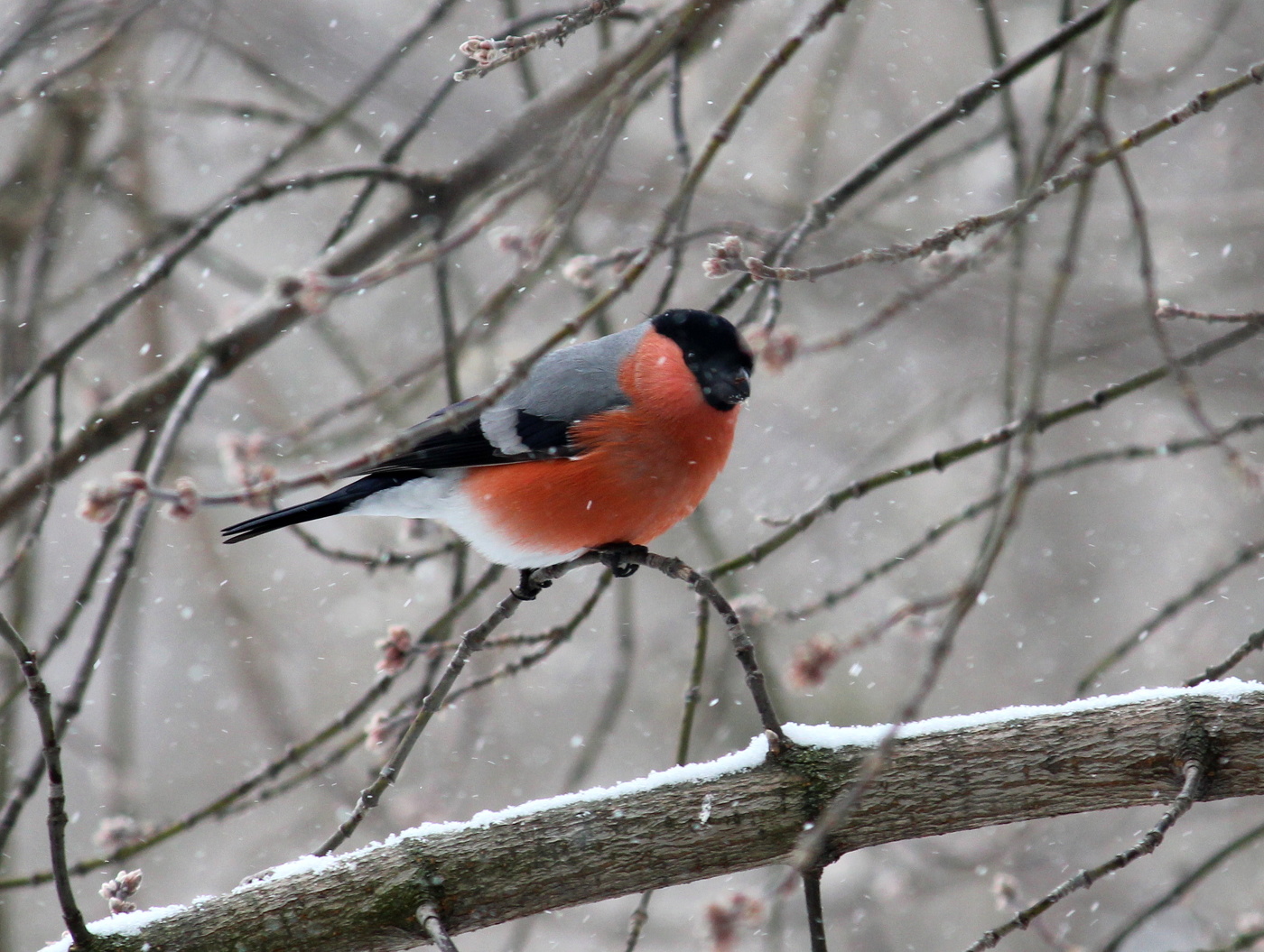 Снегирек у окна!