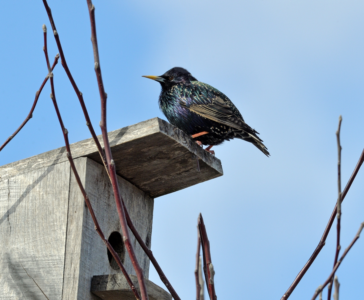 Скворцы прилетели