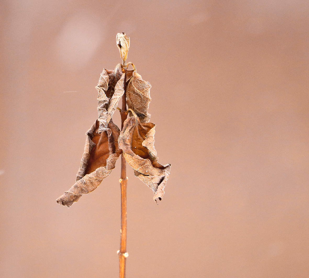 Мартовский этюд