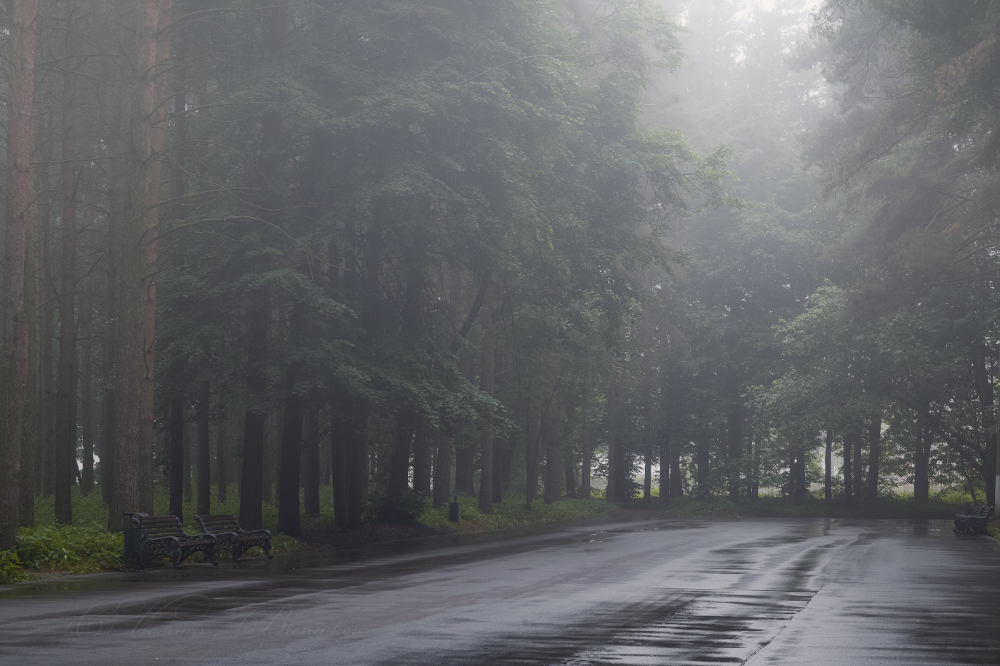 Летние туманы