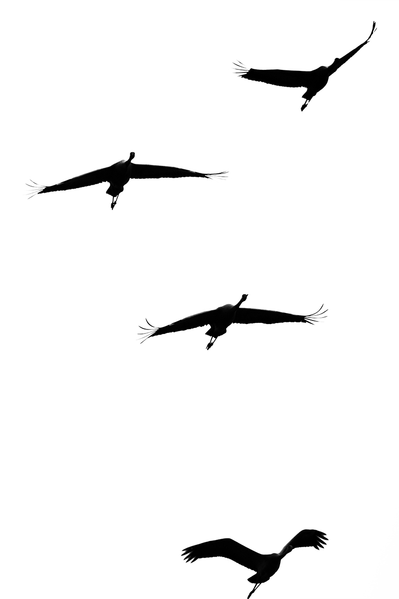 Гуси в японской поэзии