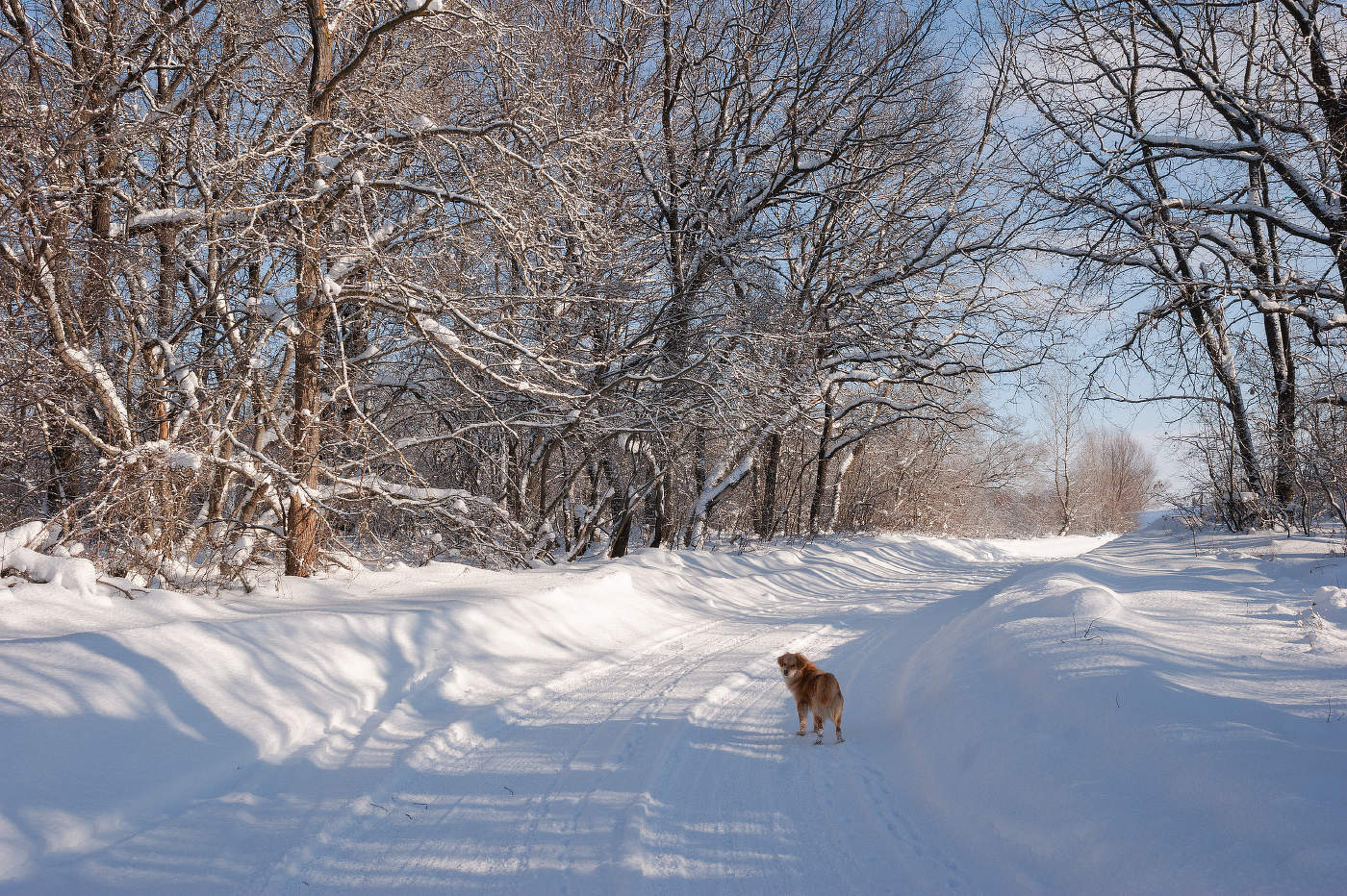 Зимняя прогулка