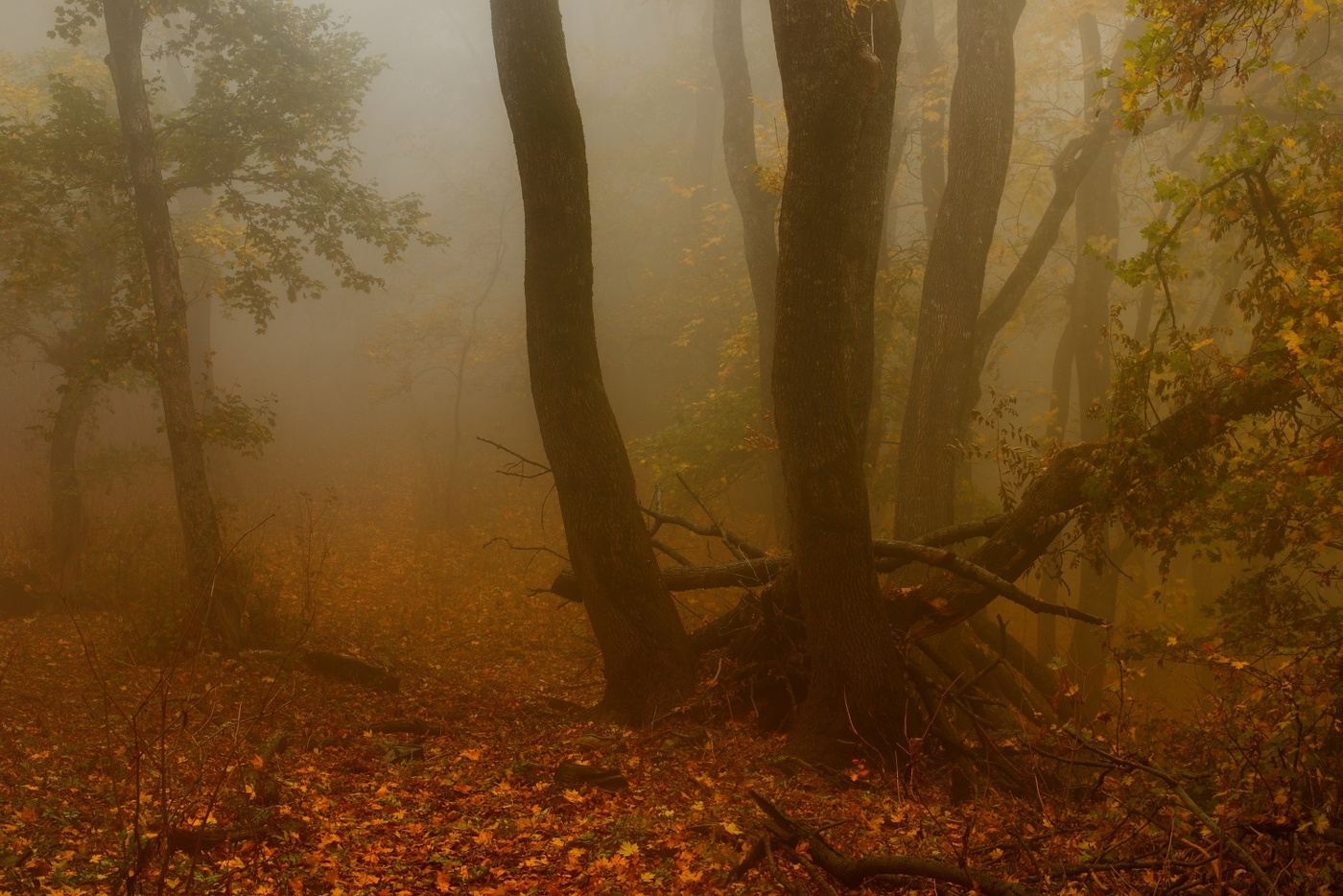 Туманное утро