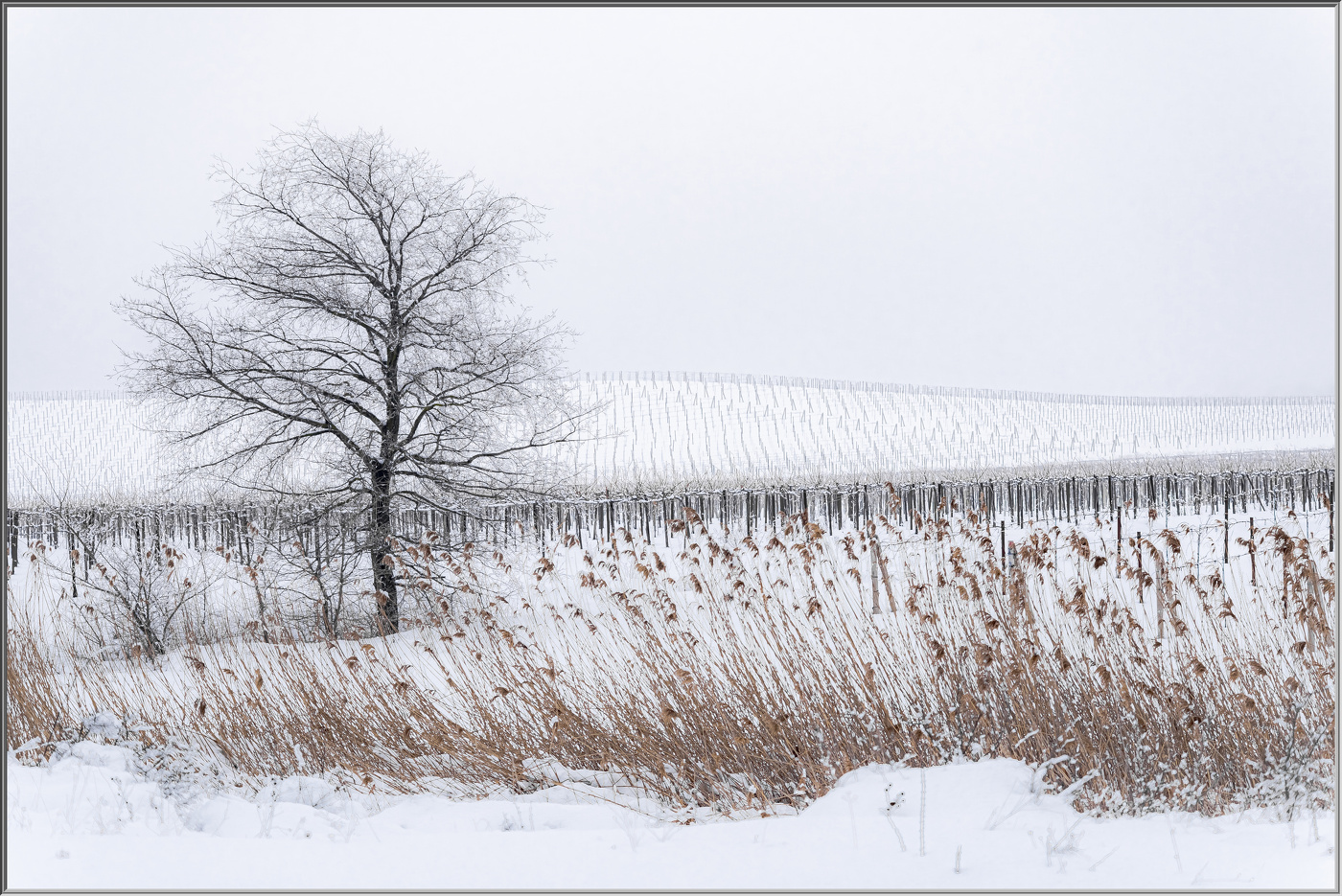 Виноградник