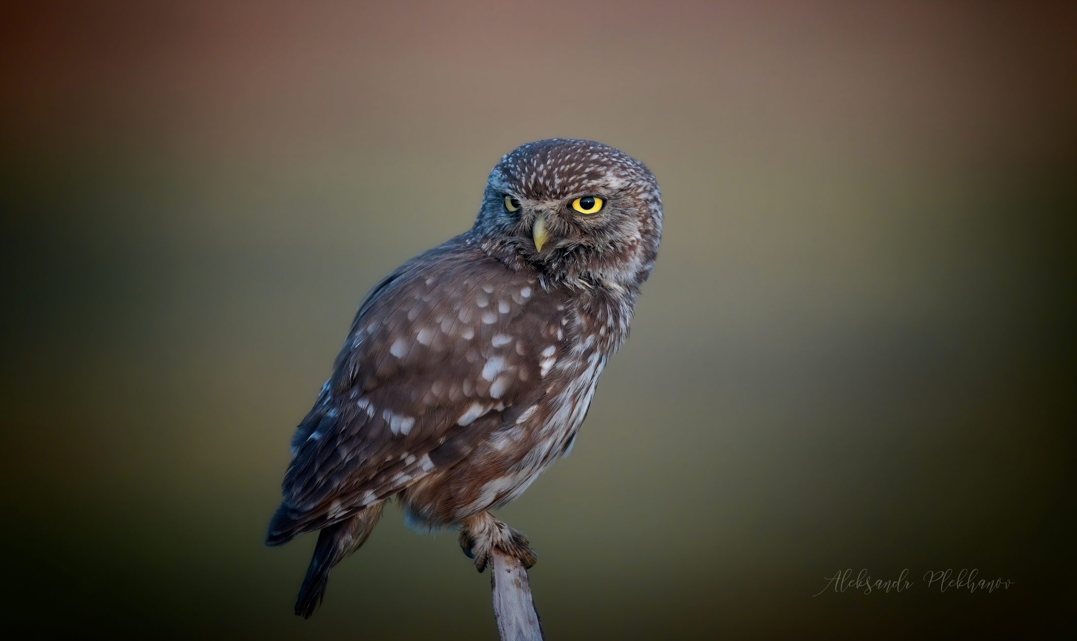 Портрет сычика