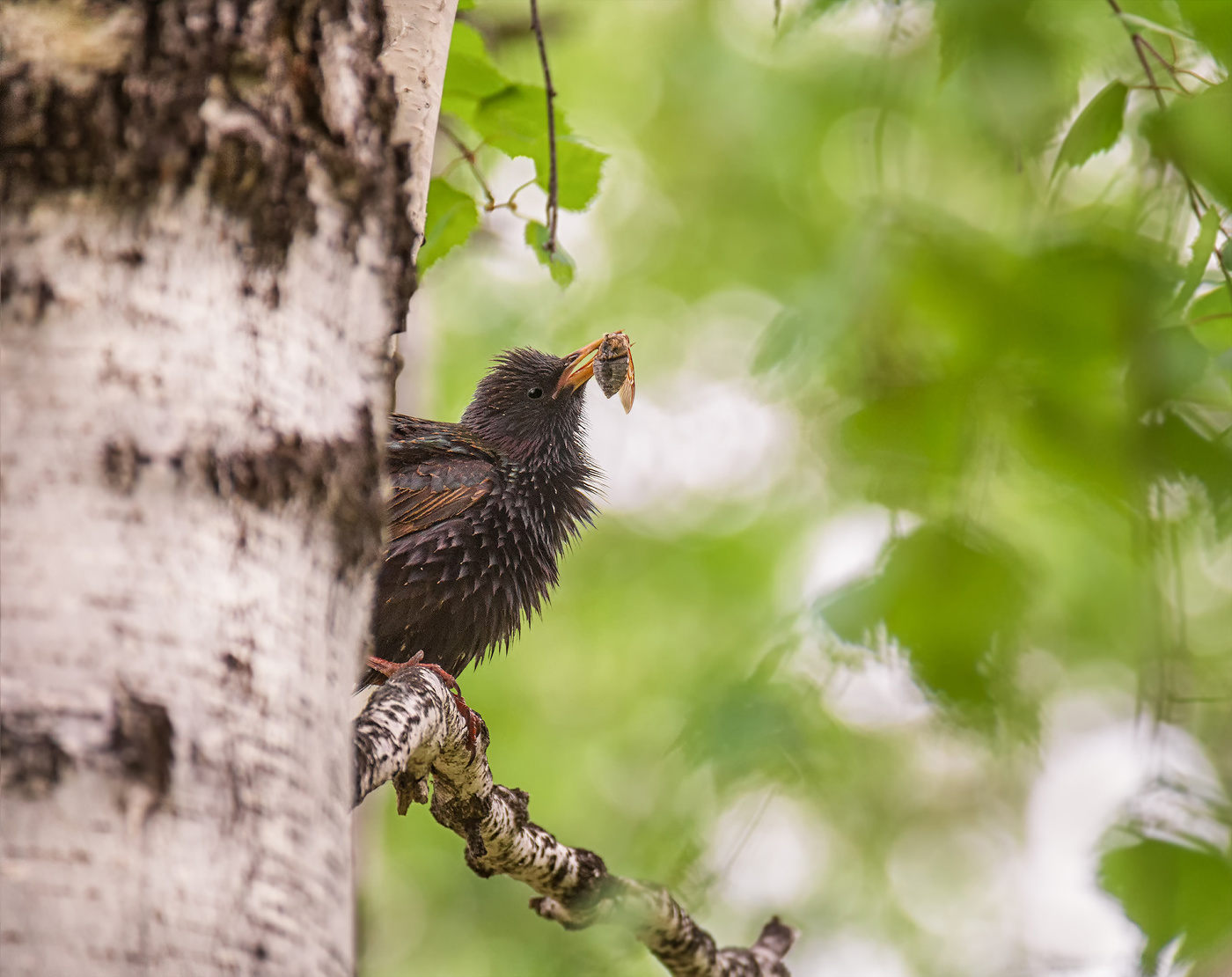 весенние заботы..