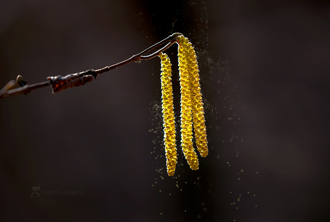 Цветение ольхи и лещины