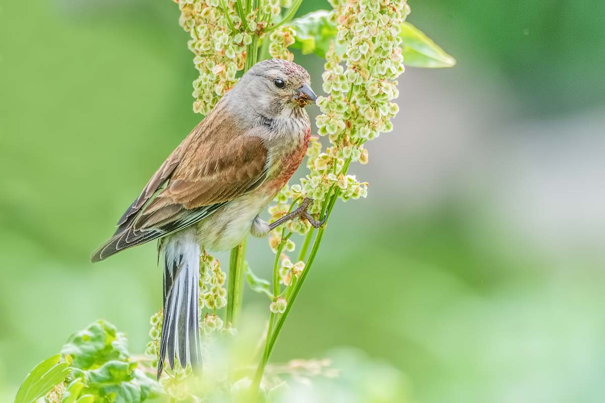 Коноплянка.