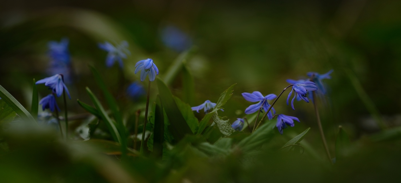 Весна в лесу