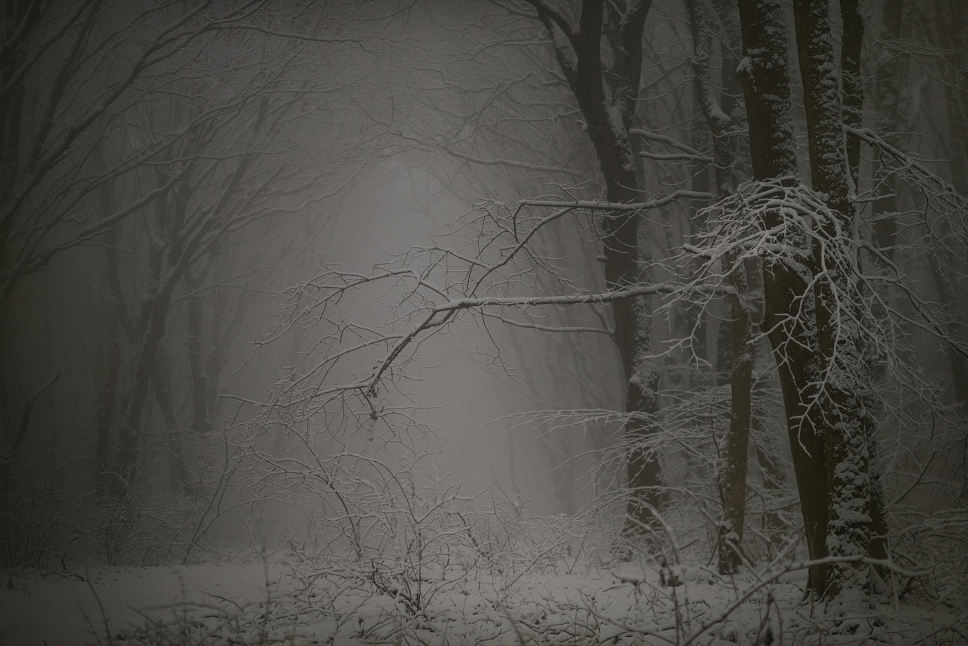 Туманное утро