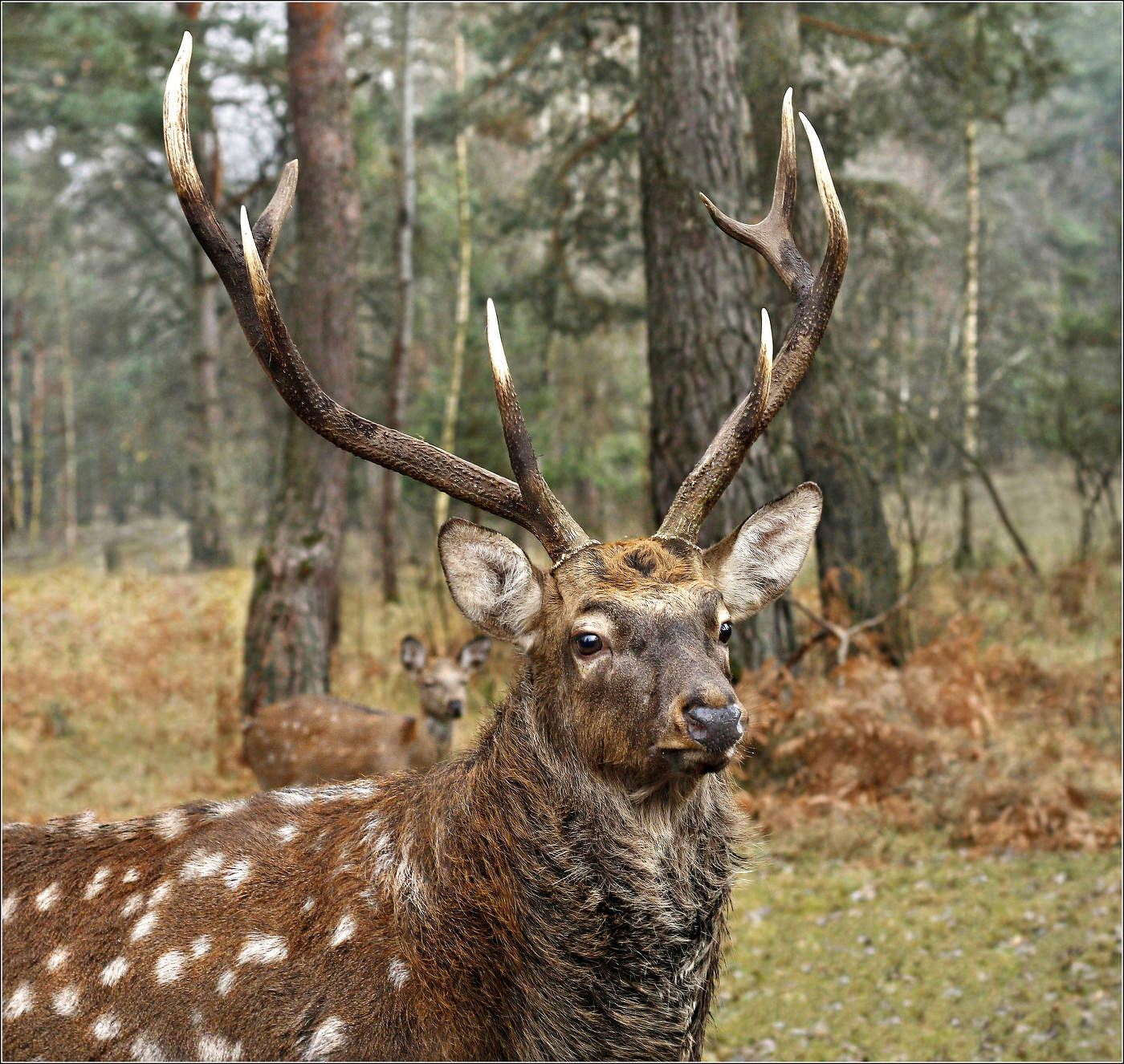 В краю непуганых зверей - II .