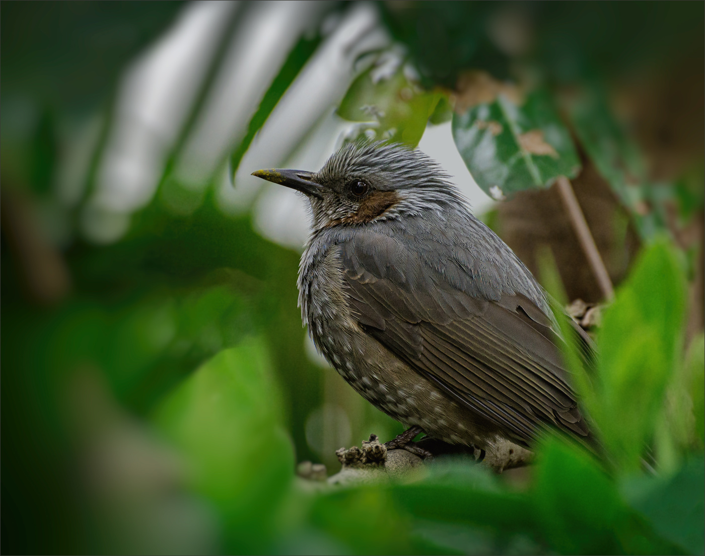 Кто скрывается в зелени