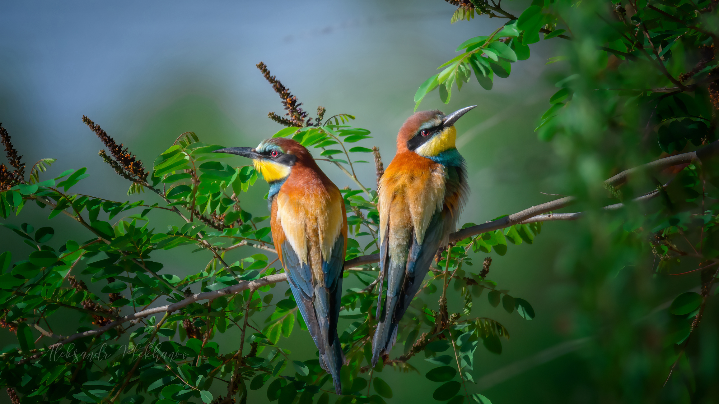 На ветке сидели, на меня глядели...
