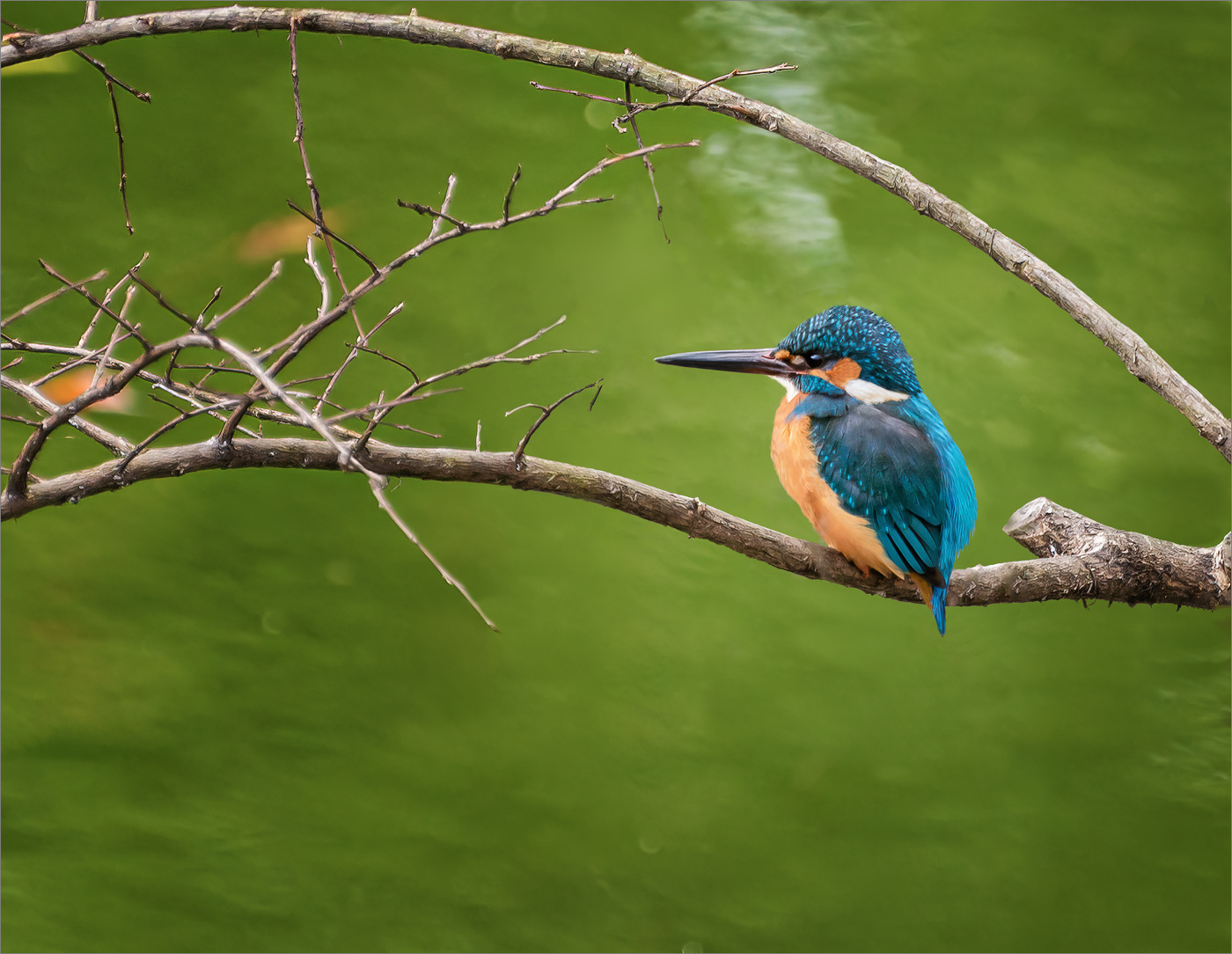 Любитель Золотых рыбок