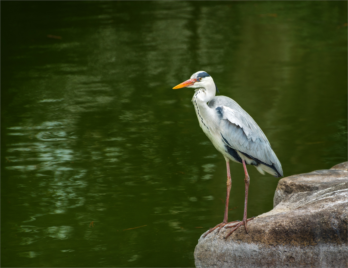 На императорских прудах