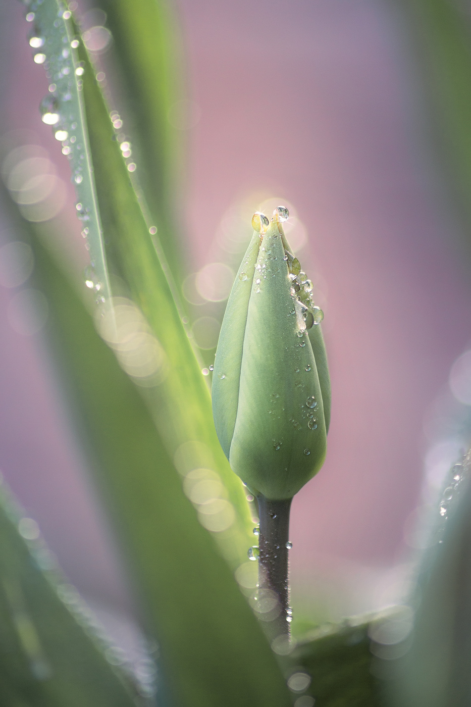 Свежесть весеннего утра...