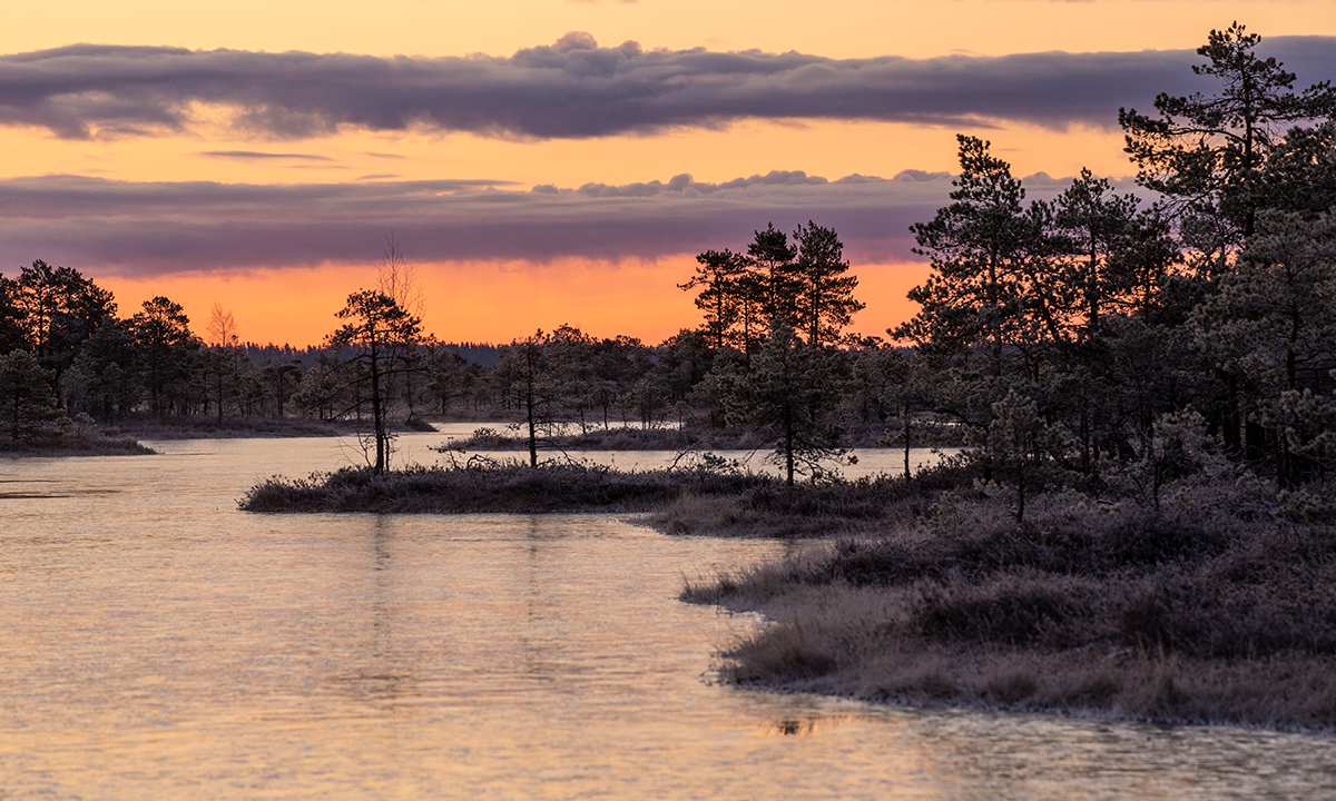 Под песни журавлей