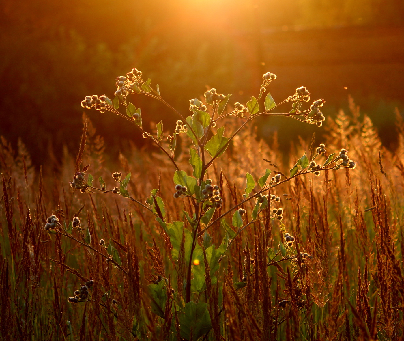 В лучах заката!