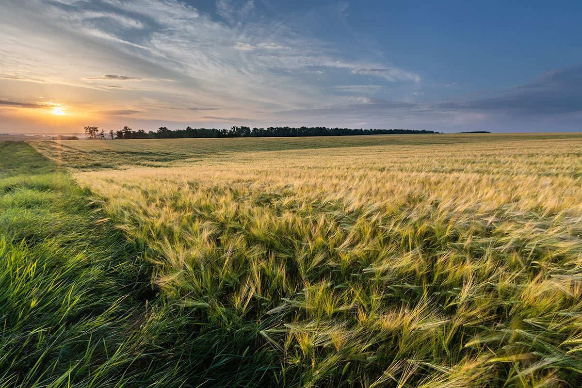 Вечер в июле