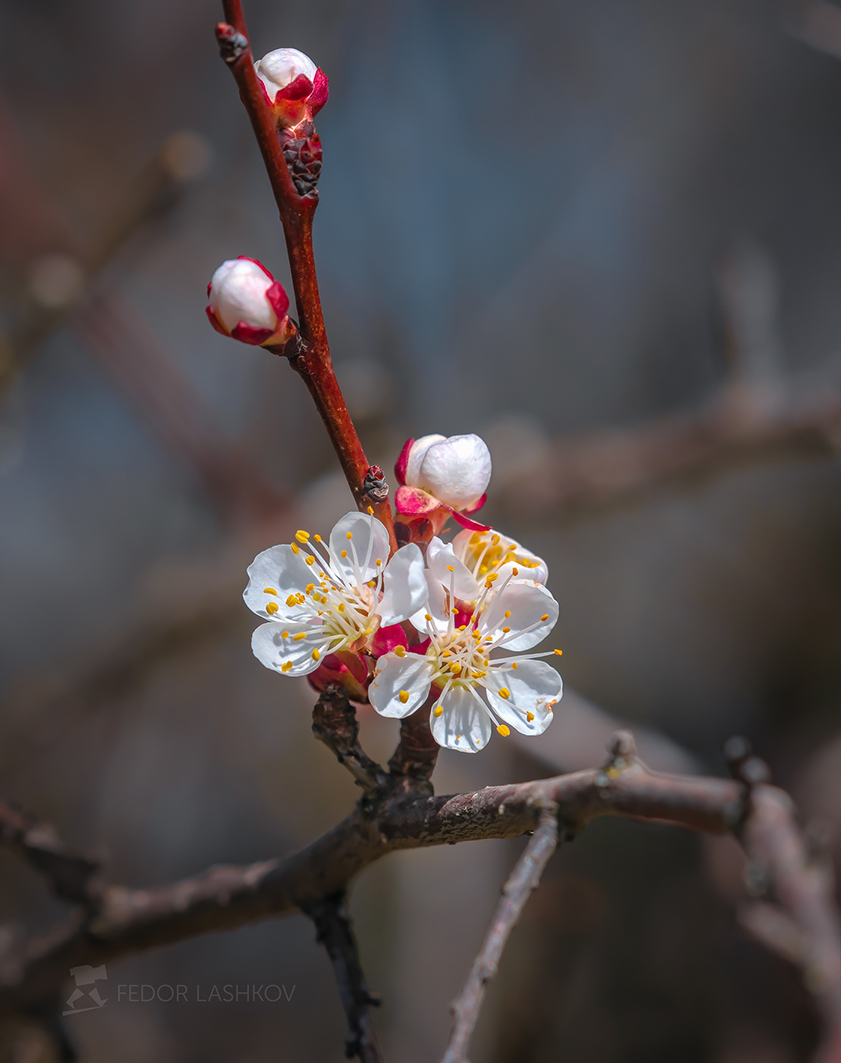 Зацвёл абрикос