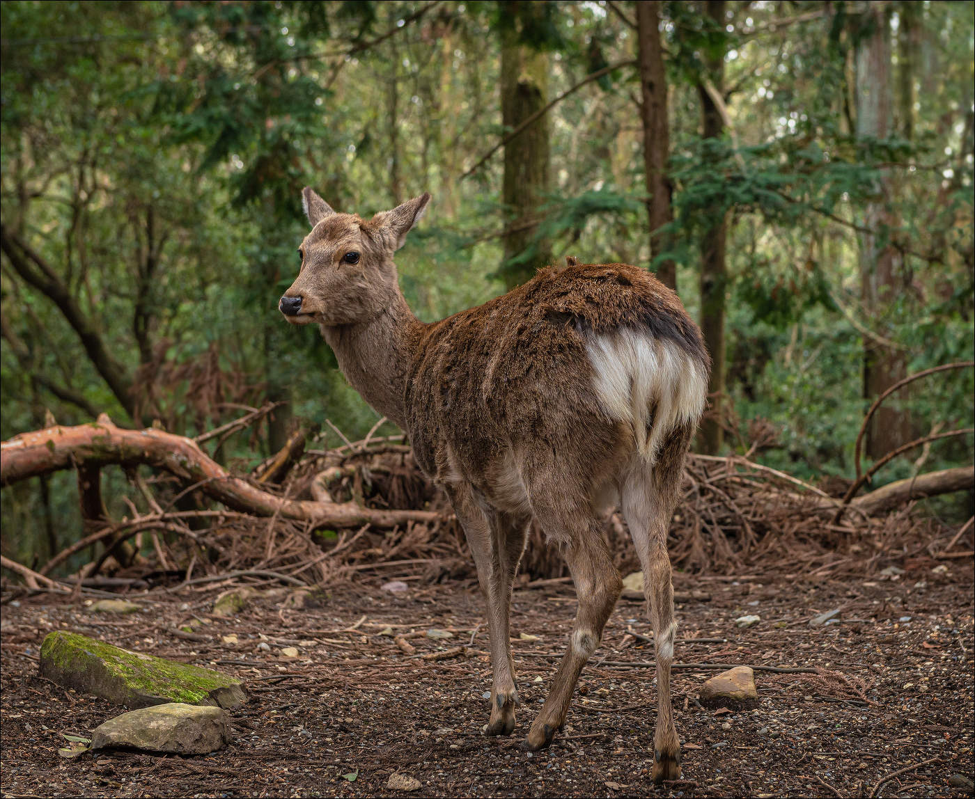 Священные олени Нары